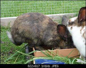 RABBID`s Vorstellungsthread-dsc00051.jpg