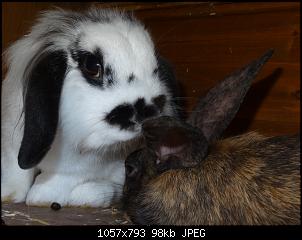 RABBID`s Vorstellungsthread-dsc00059.jpg