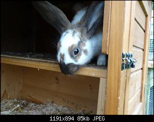 RABBID`s Vorstellungsthread-dsc00012.jpg
