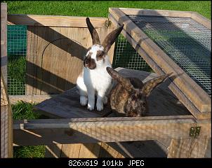 RABBID`s Vorstellungsthread-dsc00028.jpg