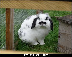 RABBID`s Vorstellungsthread-dsc00018.jpg