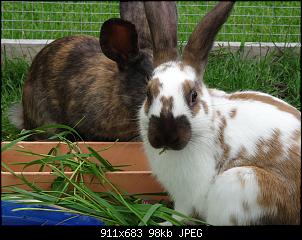 RABBID`s Vorstellungsthread-dsc00050.jpg
