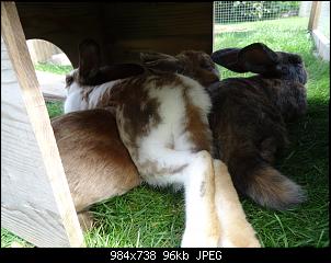 RABBID`s Vorstellungsthread-dsc00080.jpg