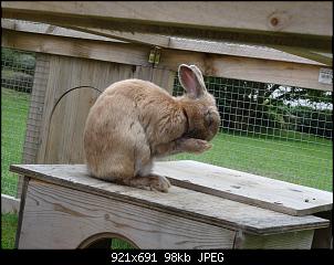RABBID`s Vorstellungsthread-dsc00074.jpg