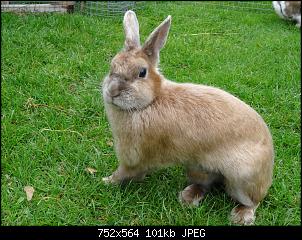 RABBID`s Vorstellungsthread-dsc00128.jpg