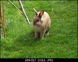 RABBID`s Vorstellungsthread-dsc00215.jpg