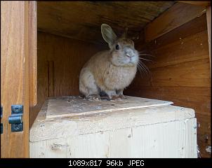 RABBID`s Vorstellungsthread-dsc00189.jpg