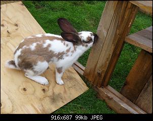 RABBID`s Vorstellungsthread-dsc00179.jpg