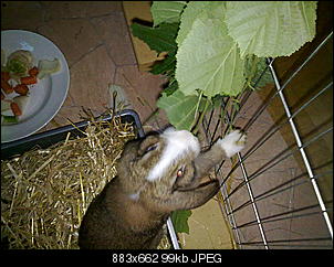 Patrick und Caoilainn stellen sich vor-16092010193.jpg