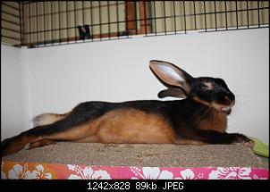 Gestatten, Hase! He, und Widder!-img_1922.jpg