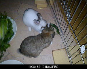Patrick und Caoilainn stellen sich vor-16092010200.jpg
