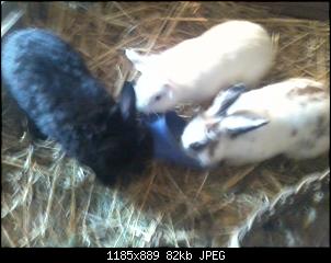 5 ninchen wollen sich vorstellen-2014-08-12-13.19.09.jpg