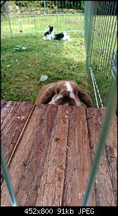 Die Kellerkaninchen-img-20140628-wa0002.jpg