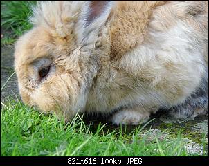 meine Ninchen :)-foto13.jpg