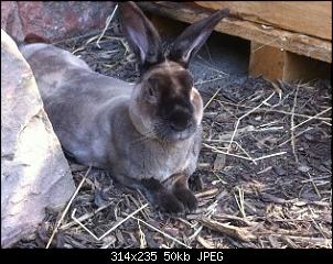 Wie ich (mal wieder) zu Kaninchen kam...-img_0651.jpg