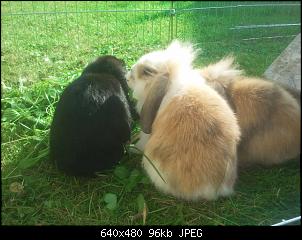 Die Kellerkaninchen-2014-09-16-10.13.23.jpg