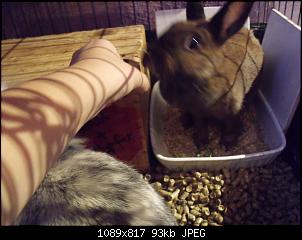 Bunnylischens Bunnys-dscf8012.jpg