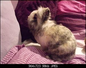 Bunnylischens Bunnys-dscf8034.jpg