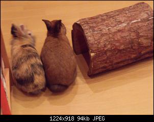Bunnylischens Bunnys-dscf8164.jpg