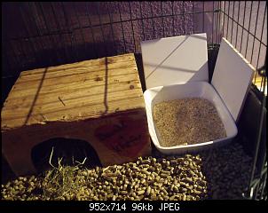 Bunnylischens Bunnys-dscf8004.jpg