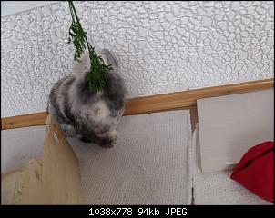Bunnylischens Bunnys-dscf8045.jpg