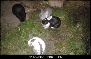 Unsere Quarant�neninchen-20141003_194306.jpg
