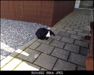 Bekko's Rasselbande-10723624_902211273140643_1825958882_n.jpg