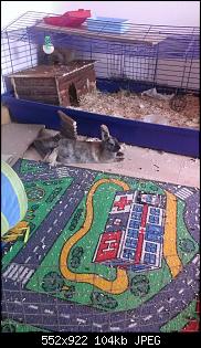 schnuffel & charlie :)-imag0695.jpg