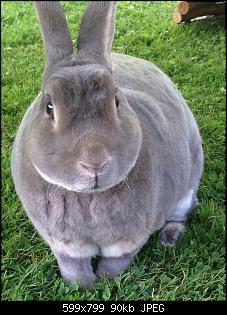 Meine Hasenbande =)-2.jpg