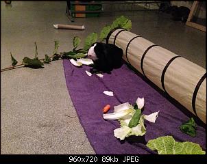 Bekko's Rasselbande-10729091_911590205536083_340540127_n.jpg