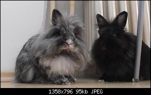 Kaninchen z�hmen-p1010023-b.jpg