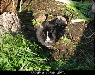 Meine 6 H�schen und ich-dsc02909.jpg