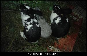 Unsere Quarant�neninchen-20141027_175512.jpg
