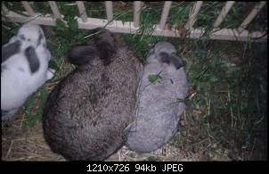 Unsere Quarant�neninchen-20141031_182044.jpg