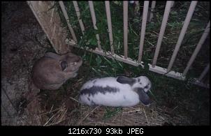 Unsere Quarant�neninchen-20141031_182059.jpg