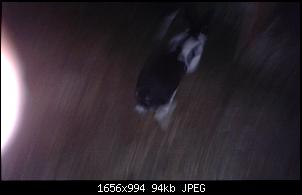 Unsere Quarant�neninchen-20141031_183628.jpg