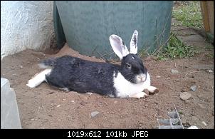 Unsere Quarant�neninchen-20141103_141602.jpg