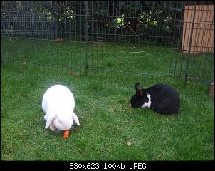 Unsere 4 Kaninchen stellen sich vor-dscf2012.jpg
