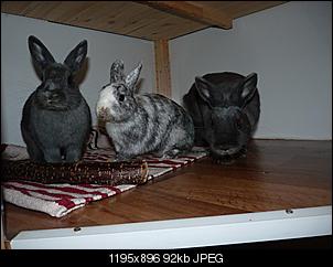 Allegra, Bocelli & Cosima-p1000814.jpg
