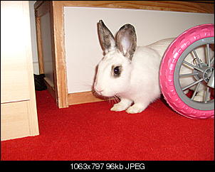 Bilder von Kiwi & Lilly-s7301021.jpg