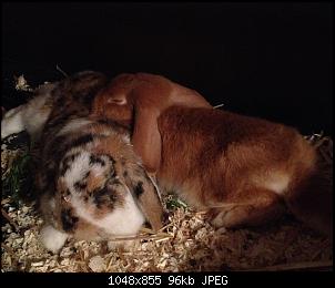 Ein fussliges Hallo-fusslbambi.jpg