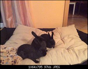 Olga�s Kuschelmonster-image.jpg