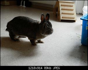 Meine Fellnasen Luna und Sam :)-dscn9141.jpg