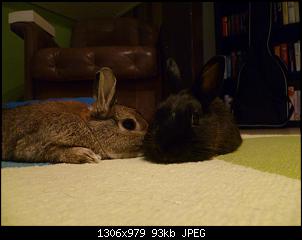 Meine Fellnasen Luna und Sam :)-p1030640.jpg