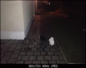 Bekko's Rasselbande-10893518_969802956381474_704396105_n.jpg