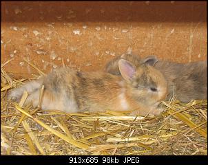 Meine Schlappohrkuschler-kaninchen-035.jpg