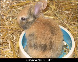 Meine Schlappohrkuschler-kaninchen-026.jpg