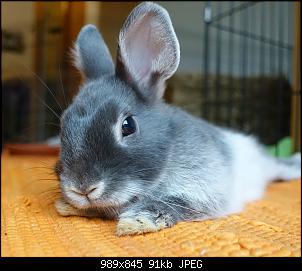 Unsere "kleine" Familie-mimi-close-up-imgur.jpg