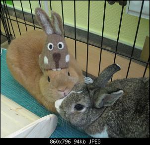 Unsere "kleine" Familie-what%B4s-my-head-bunny-haha-i-get-.-imgur.jpg