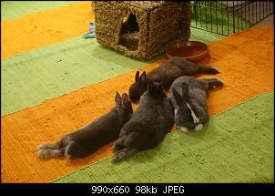 Unsere "kleine" Familie-quadruple-flop-after-dinner-imgur.jpg